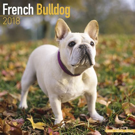 Welcome to the bulldog family american bulldogs a common mistake. French Bulldog Calendar 2018 | Pet Prints Inc.