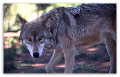 Download Gray Wolf Hunting By Dave Johnson Ultrahd Wallpaper