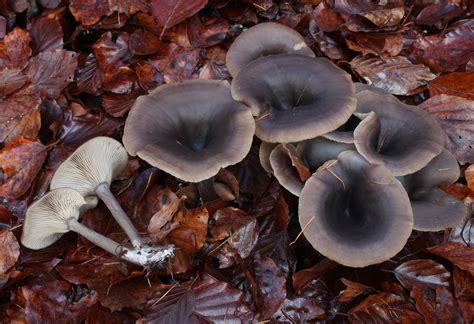 Pseudoclitocybe cyathiformis - identifier-les-champignons.com