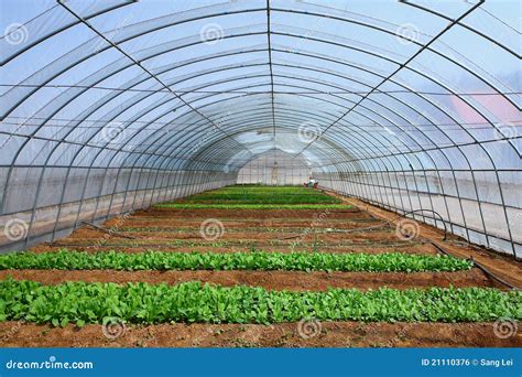 Vegetables In The Greenhouses Stock Photo Image Of Leaf Plant 21110376