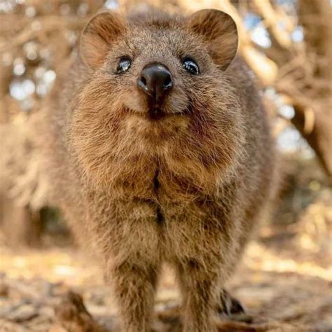30 Funny Quokka Pictures That Will Make You Book A Flight