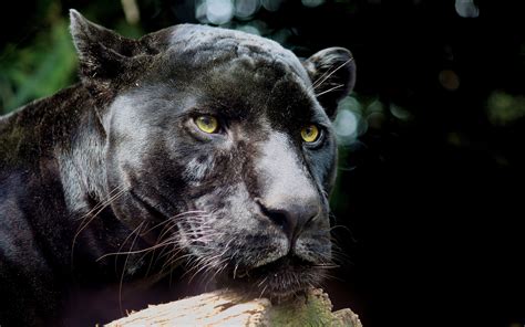 hình nền sư tử Động vật hoang dã mèo lớn râu con báo đen puma jaguar cougar mèo hoang