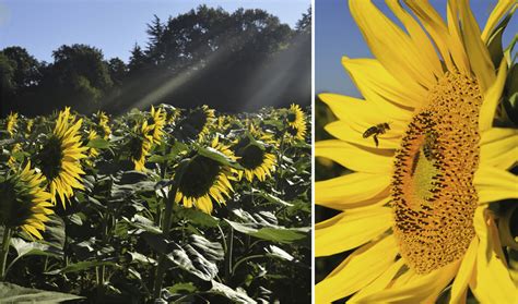 The Eastward Orientation Of Sunflowers Serves Various Functions