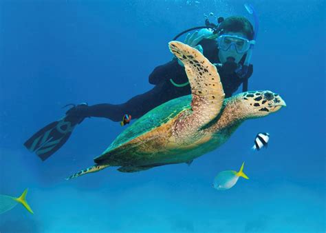 Peak tourism time on the reef is april through november, but even in winter ocean water temperatures. Visit The Great Barrier Reef, Australia | Audley Travel