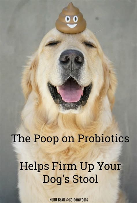 Probiotics Firm Dogs Stool Golden Woofs