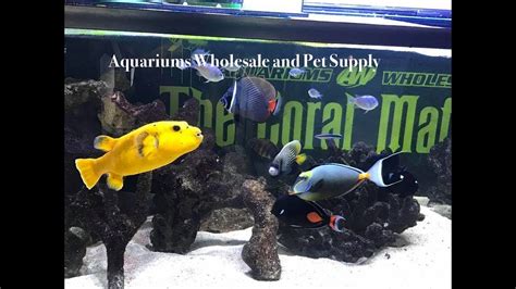 Fish Store Tour Aquariums Wholesale And Pet Supply Youtube