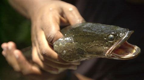 A Snakehead Fish That Survives On Land Was Discovered In Georgia