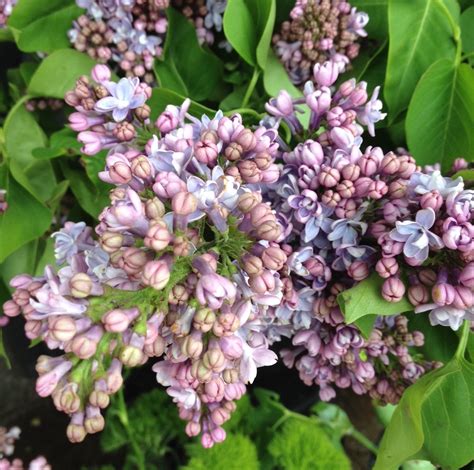 Sammys Flowers In Season Lilac