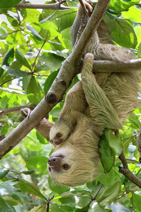 Hoffmanns Two Toed Sloth Mother And Baby In Tree Costa Rica