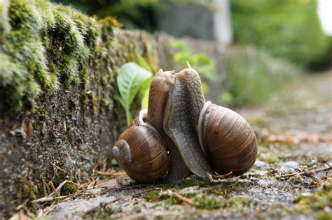 Escargots amoureux photo et image | macro nature, macro mollusques ...
