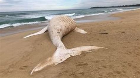 Rare Albino Whale Found Washed Up On Australia Beach Is Not World