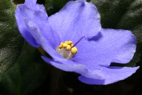 African Violet Flower Macros