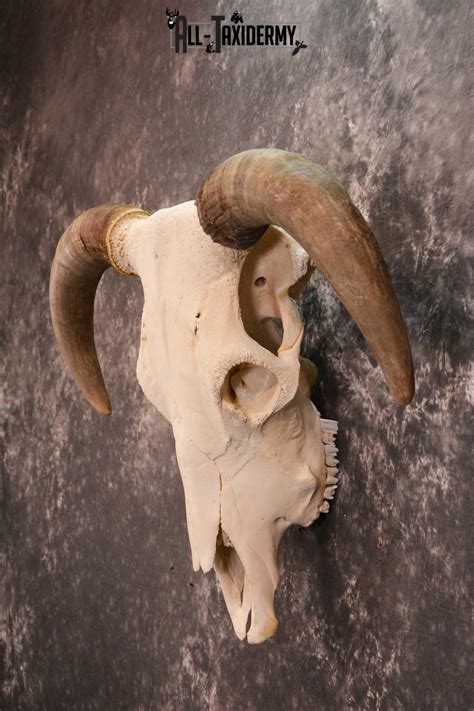 Hereford Bull Taxidermy Skull For Sale Sku 1728 All Taxidermy