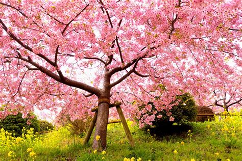 배경 화면 담홍색 봄 나무 벚꽃 식물 분기 잔디 자두 가을 하늘 2136x1428 891100