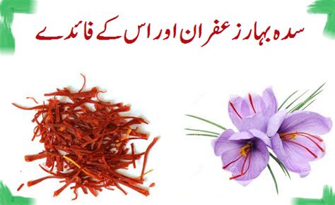 Saffron Zafran Health Benefits Beauty Info Korner ~ Beauty