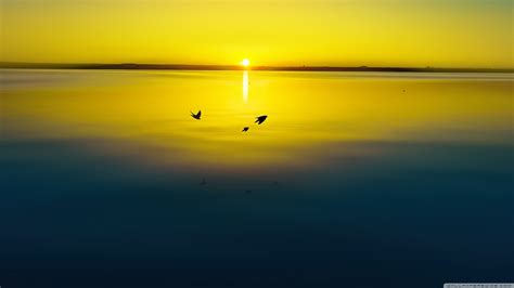 Wallpaper Sunlight Birds Animals Sunset Sea Reflection Sky