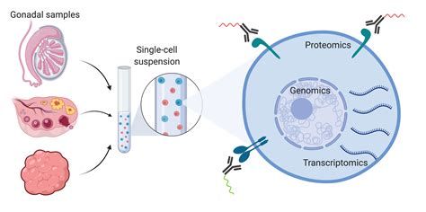 Ijms Free Full Text Applying Single Cell Analysis To Gonadogenesis