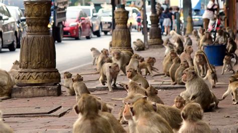 Lopburi Planète Des Singes Thailande Fr