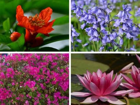 10 Beautiful Flowers Of Spain You Can Grow Locally