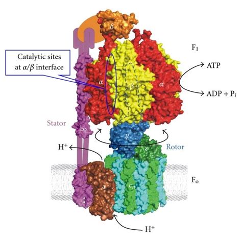 Escherichia Coli Atp Synthase Structure E Coli Atp Synthase Enzyme Is