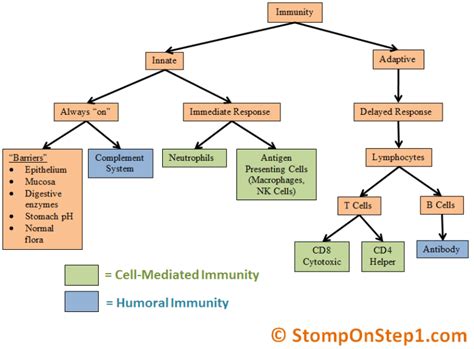 Innate Immunity Vs Adaptive Immune System Humor Vs Cell Mediated