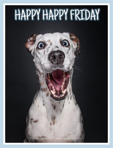 Happy Friday Dog Photography Funny Animal Pictures Pet Dogs