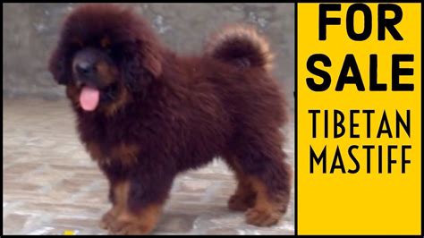 Tibetan Mastiff Puppy For Sale Petfinder