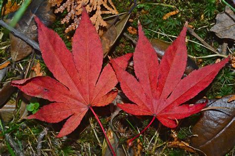 Japanese Maple Leaves Pontla Flickr