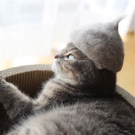 Cat Fur Hats For Cats Pee Wees Blog