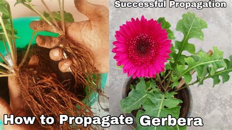 How To Propagate Gerbera Plant Seperating Baby Plant In Gerbera Daisy