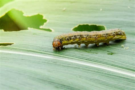 Fall Armyworms Present Unlike Ever Before Mid West Farm Report