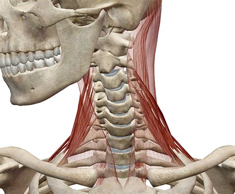 Similarly, the shapes of some muscles are very distinctive and the names, such as orbicularis, reflect the shape. Learn Muscle Anatomy: Scalene Muscles