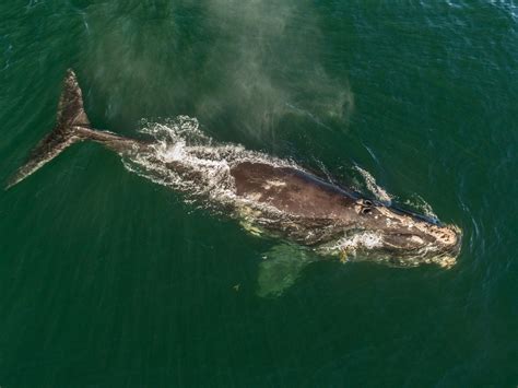 the plight of the right whale science smithsonian magazine