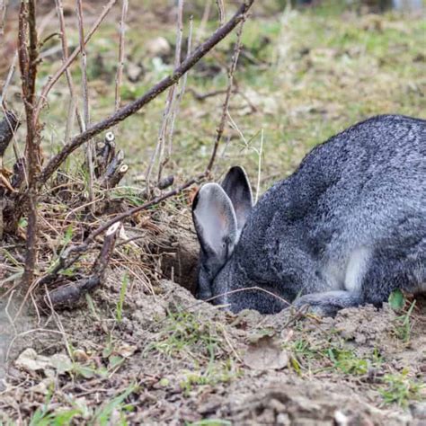 How To Stop Rabbits From Digging Holes On Your Property Pest Pointers