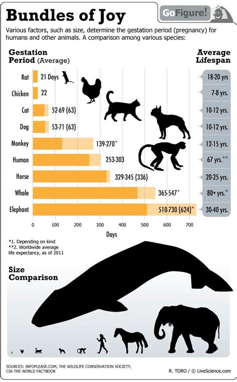 For How Long Are Animals Pregnant Infographic Live Science