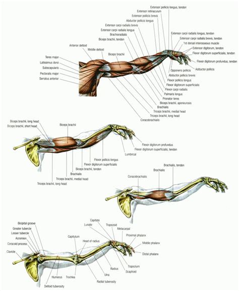 The upper arm bone that extends from the shoulder to the elbow is called the humerus. Anatomy of the Arm Pictograph #humananatomy # ...