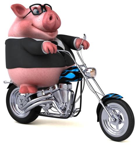 Top 60 Pig On A Motorcycle Stock Photos Pictures And Images Istock