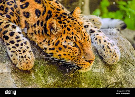 The Amur Leopard Panthera Pardus Orientalis Is A Leopard Subspecies