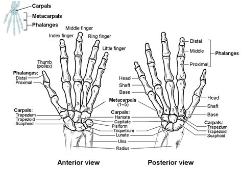 Bones Of The Upper Limb Anatomy And Physiology I Study Guides