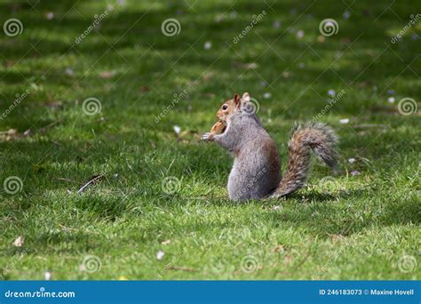 A Grey Squirrel Eating Nuts Stock Image Image Of Squirrel April