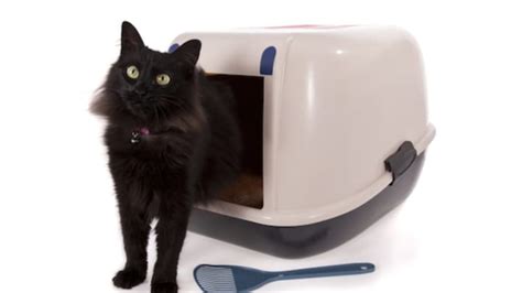 8 Tips For Improving Your Cats Litter Box Mental Floss