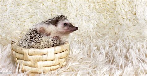 African Dwarf Hedgehog In Basket White Fur Background Copy Space Stock