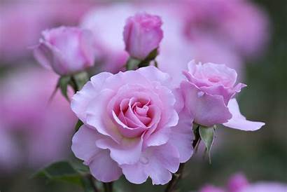 Nature Flowers Beauty Garden Background Roses Wallpapers