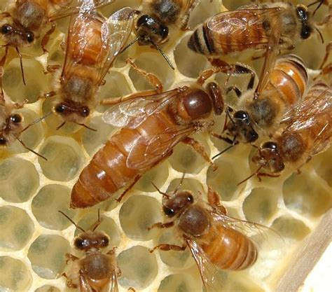 The Role Of A Queen Bee In A Hive Carolina Honeybees Bee Keeping