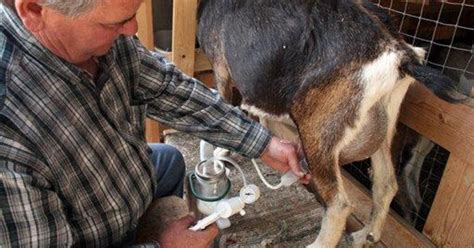 Alaska Mans Goat Milker Sells Well On Internet Cbs News