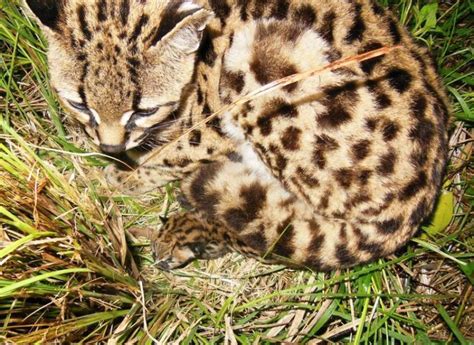 Rare Margay Cat Gives Birth To Healthy Kitten At Animal Sanctuary