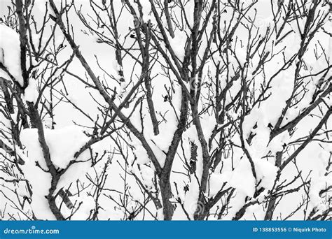 Tree Branches Covered In Snow Stock Photo Image Of Trees Black