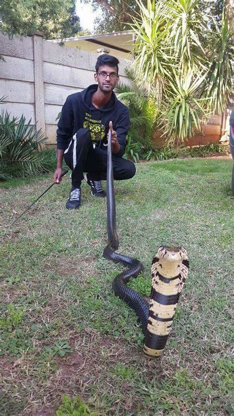 For this reason, mambas are considered a 'dangerous wild. Ex-Durban snake handler dies after Black Mamba bite ...