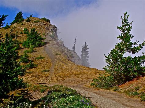 Fog Rolling In On Hurricane Hill Trail In Olympic National Park