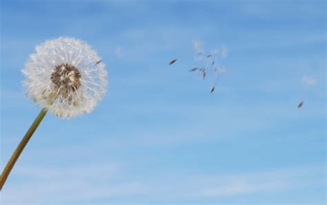 Dandelion With Seeds Blowing Away In A Breeze Stock Photo Download